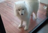 Samoyed Cute Girl