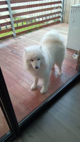 Samoyed Cute Girl