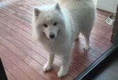 Samoyed Cute Girl