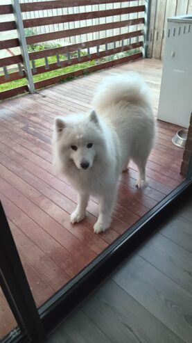 Samoyed Cute Girl