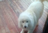 Samoyed Cute Girl