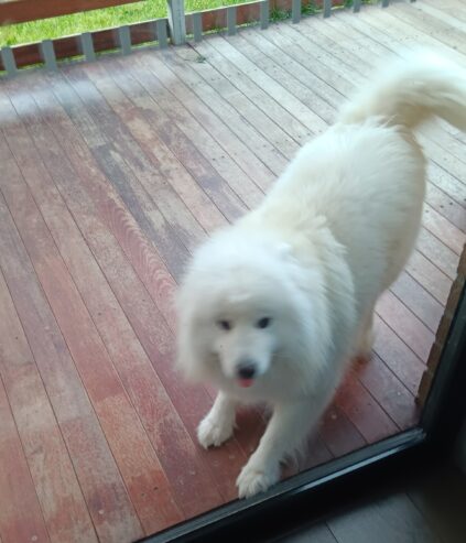 Samoyed Cute Girl