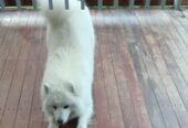 Samoyed Cute Girl