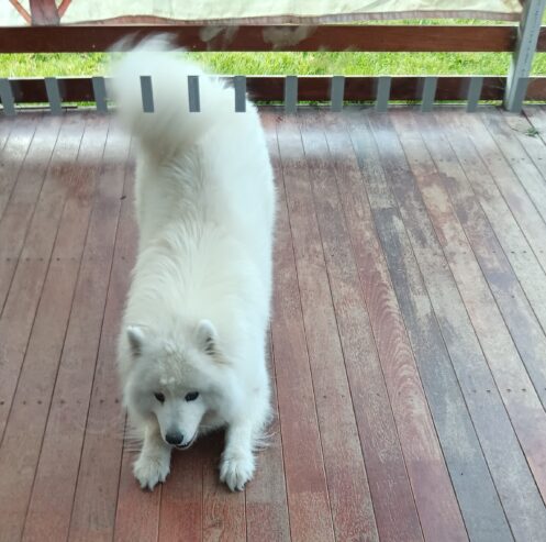 Samoyed Cute Girl