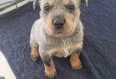 Blue Heeler Puppies