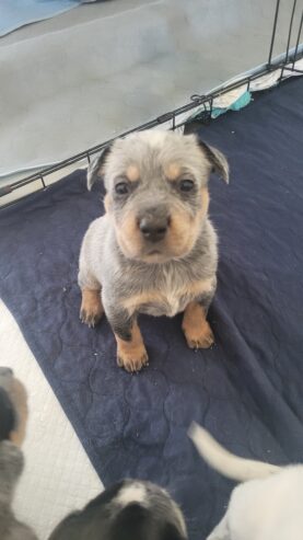 Blue Heeler Puppies