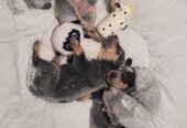 Blue Heeler Puppies