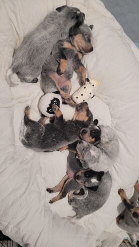 Blue Heeler Puppies