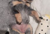 Blue Heeler Puppies