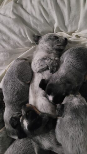 Blue Heeler Puppies