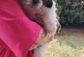 2 Male Shih tzu puppies