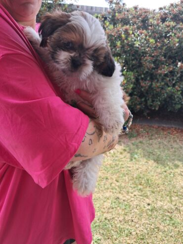 2 Male Shih tzu puppies