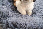 2 Male Shih tzu puppies