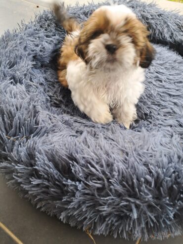 2 Male Shih tzu puppies