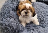 2 Male Shih tzu puppies