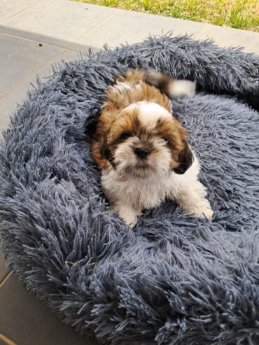 2 Male Shih tzu puppies