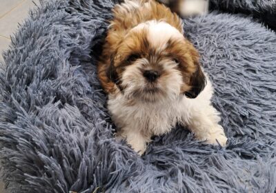 2 Male Shih tzu puppies