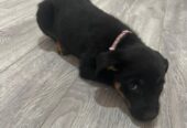 PURE BREED Kelpie puppies