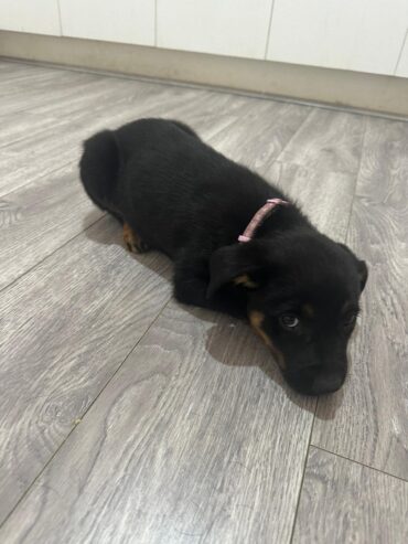 PURE BREED Kelpie puppies