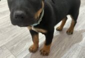 PURE BREED Kelpie puppies