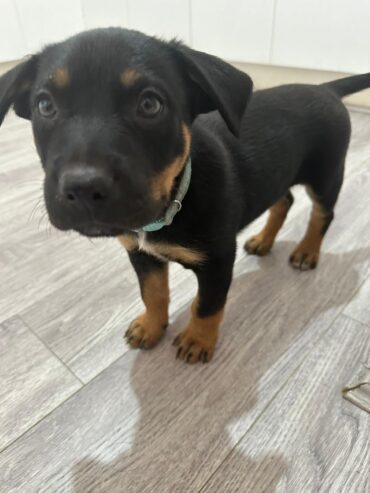 PURE BREED Kelpie puppies