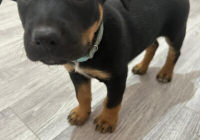 PURE BREED Kelpie puppies