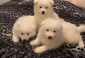 Purebred Samoyed puppies