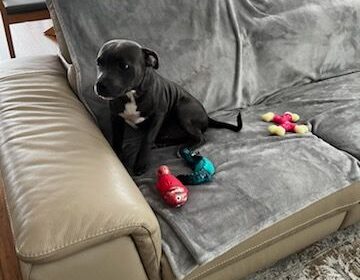 Male Blue English Staffy