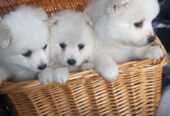 Japanese spitz puppy