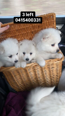 Japanese spitz puppy