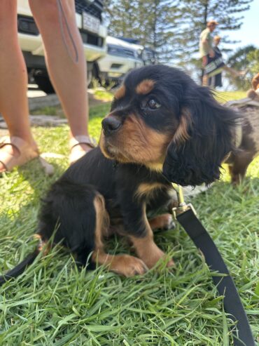 King Charles Puppy! ❤️❤️❤