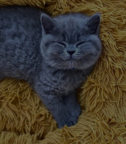 British shorthair kittens