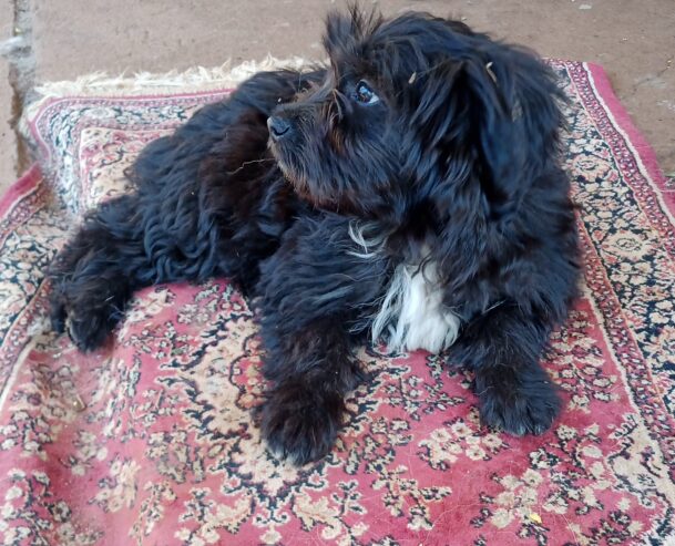 Border Collie X Lhasa Aps