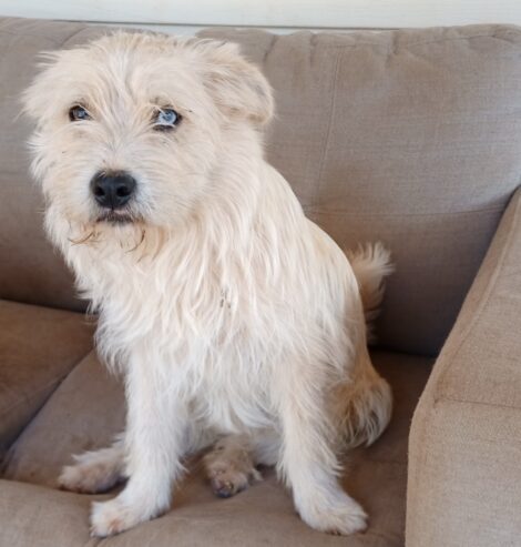 Border Collie/Lhasa Apso.