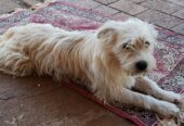 Border Collie/Lhasa Apso.