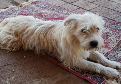 Border Collie/Lhasa Apso.