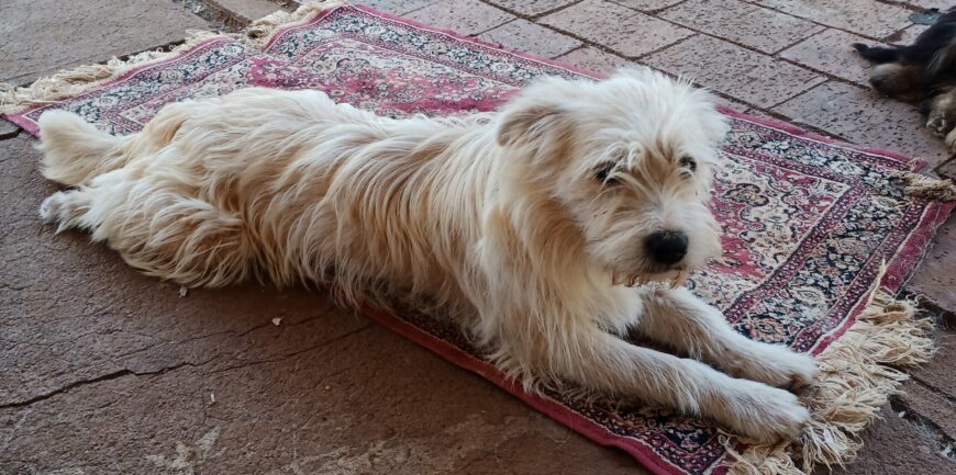 Border Collie/Lhasa Apso.