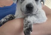 Blue Heeler Puppies