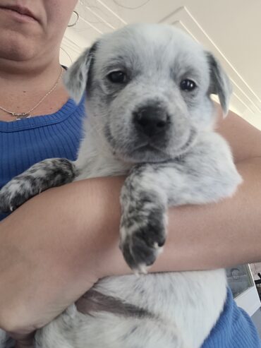 Blue Heeler Puppies