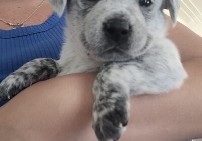 Blue Heeler Puppies