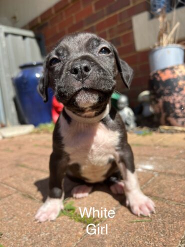 American Staffy Purebred