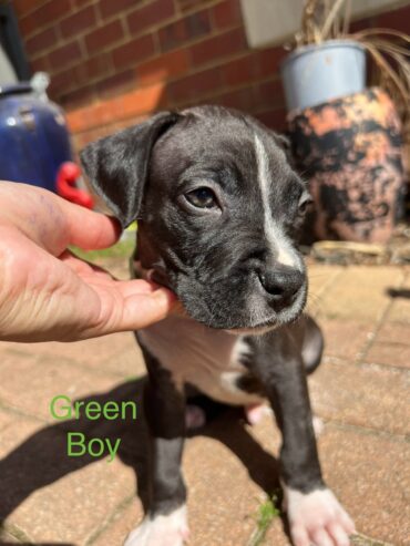 American Staffy Purebred