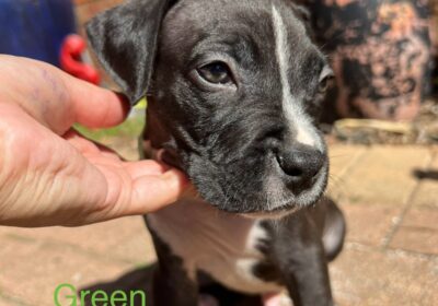 American Staffy Purebred