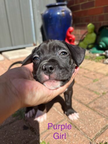 American Staffy Purebred