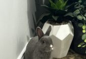 Rehome Bunny