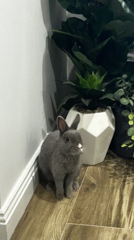 Rehome Bunny