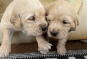 Golden Retriever Puppies