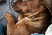 Male dachshund puppy