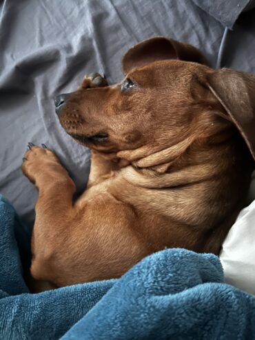 Male dachshund puppy