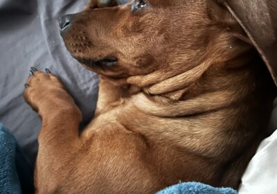 Male dachshund puppy